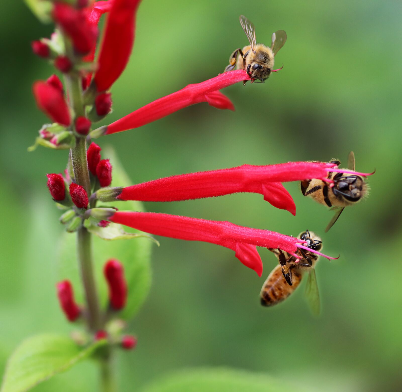 Tamron SP 90mm F2.8 Di VC USD 1:1 Macro sample photo. Bees, insects, pollen photography