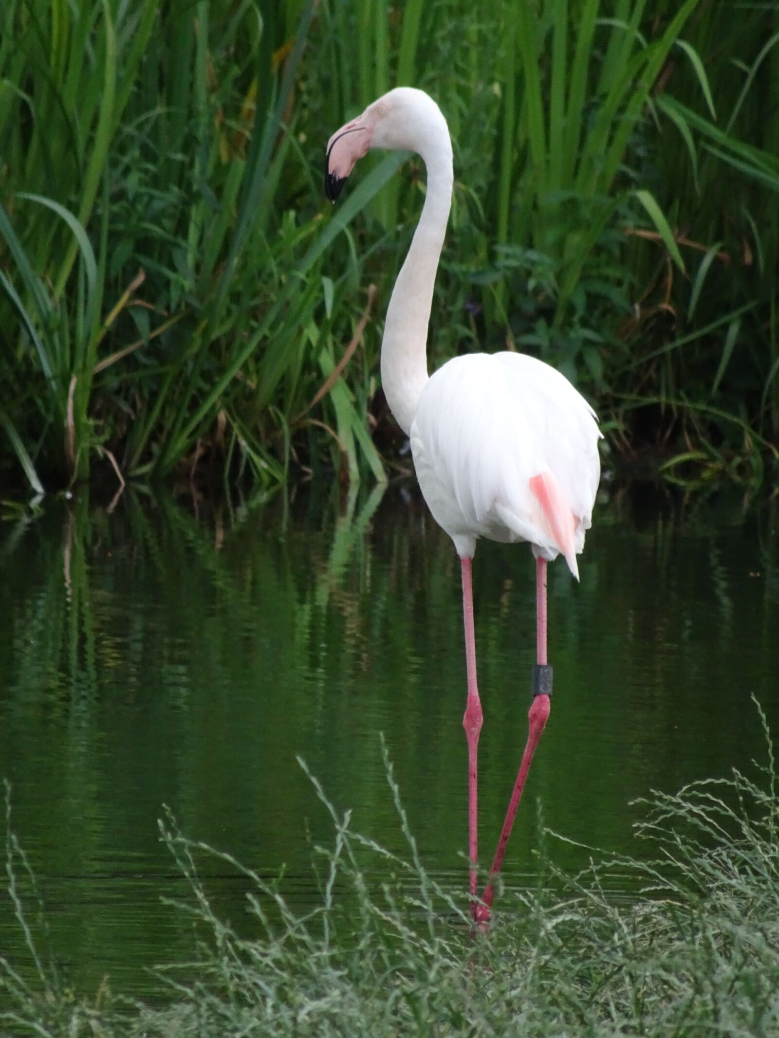 Sony Cyber-shot DSC-HX90V sample photo. Flamingo, zoo, lake photography