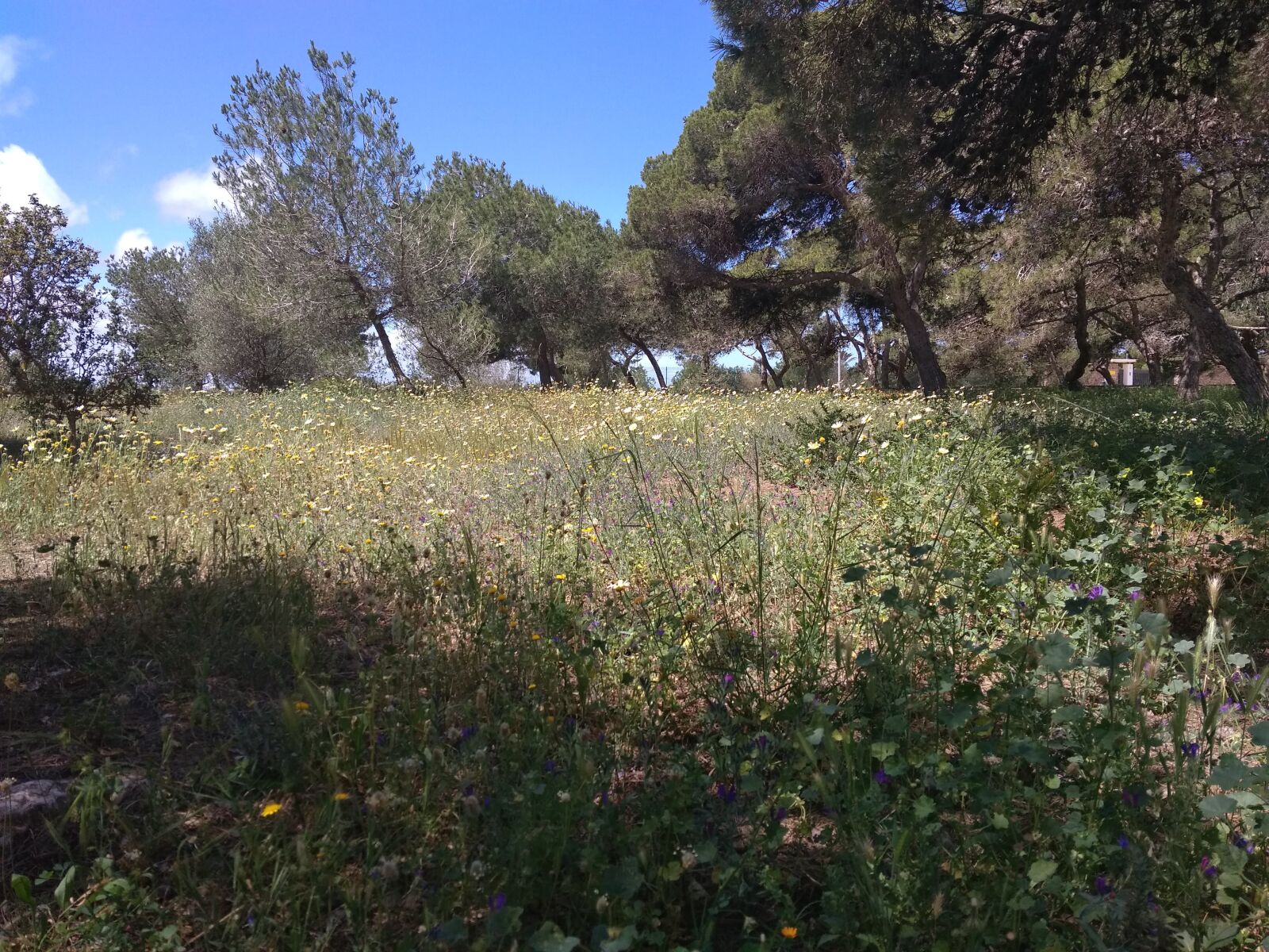 Xiaomi Redmi 4A sample photo. Spring, field, nature photography
