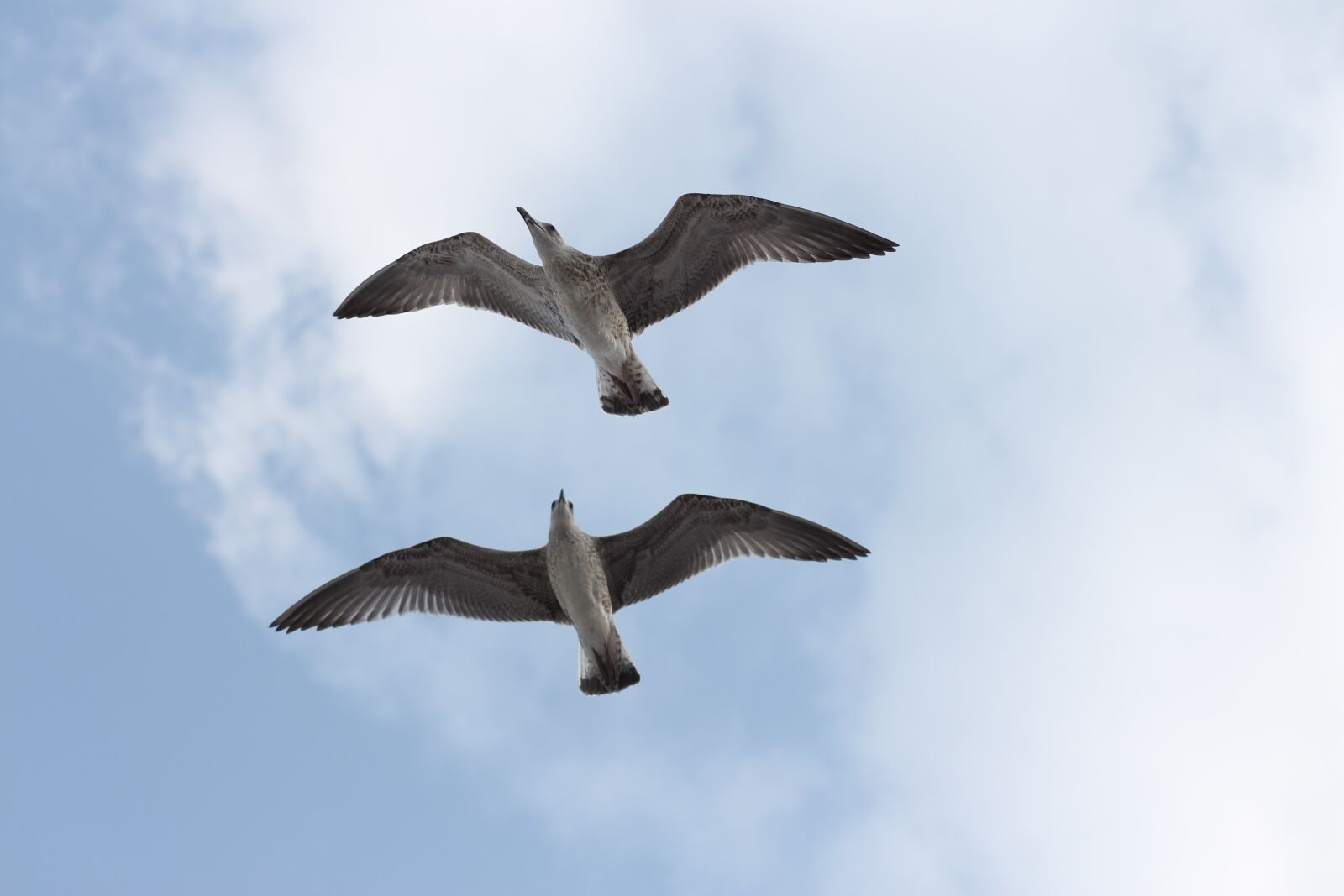 Canon EOS 700D (EOS Rebel T5i / EOS Kiss X7i) + Canon EF 85mm F1.8 USM sample photo. Seagulls, pair, two photography