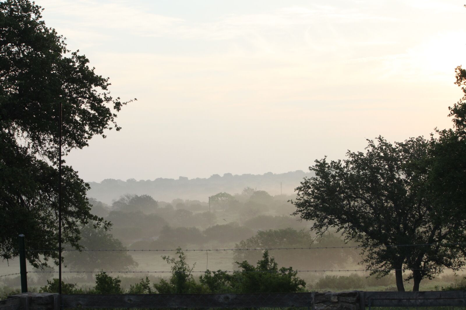 Canon EOS 500D (EOS Rebel T1i / EOS Kiss X3) sample photo. Tree, nature, fog photography