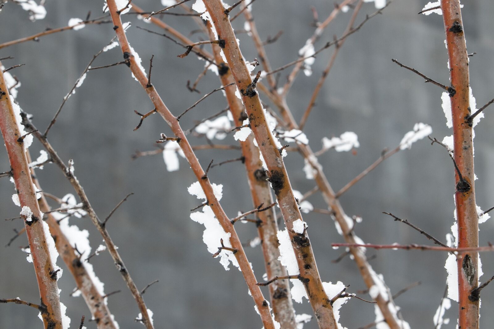Canon EF 70-200mm F2.8L USM sample photo. Snow, wood, winter photography