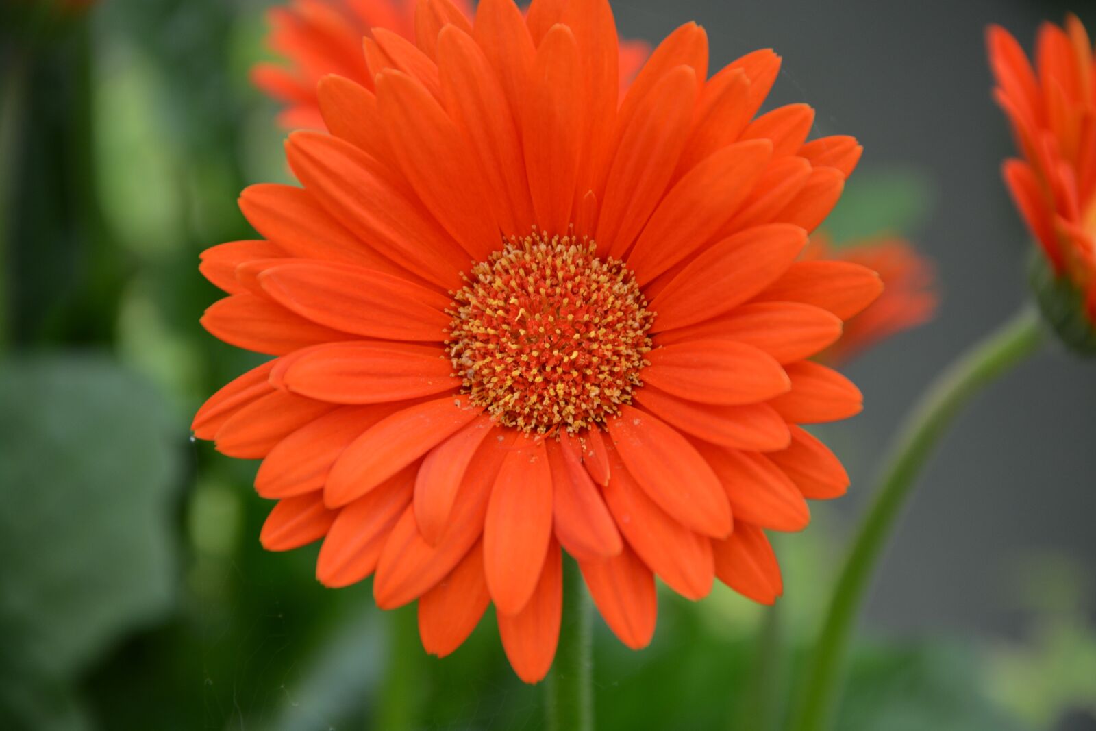 Nikon D5200 sample photo. Flower, red orange, petals photography