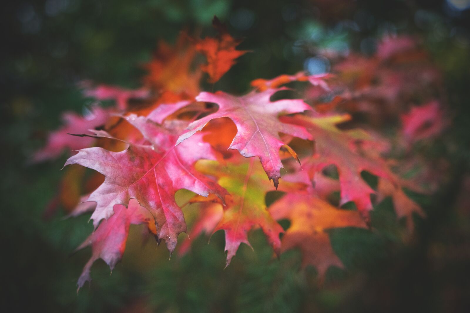 Nikon D5300 sample photo. Leaves, autumn, fall foliage photography
