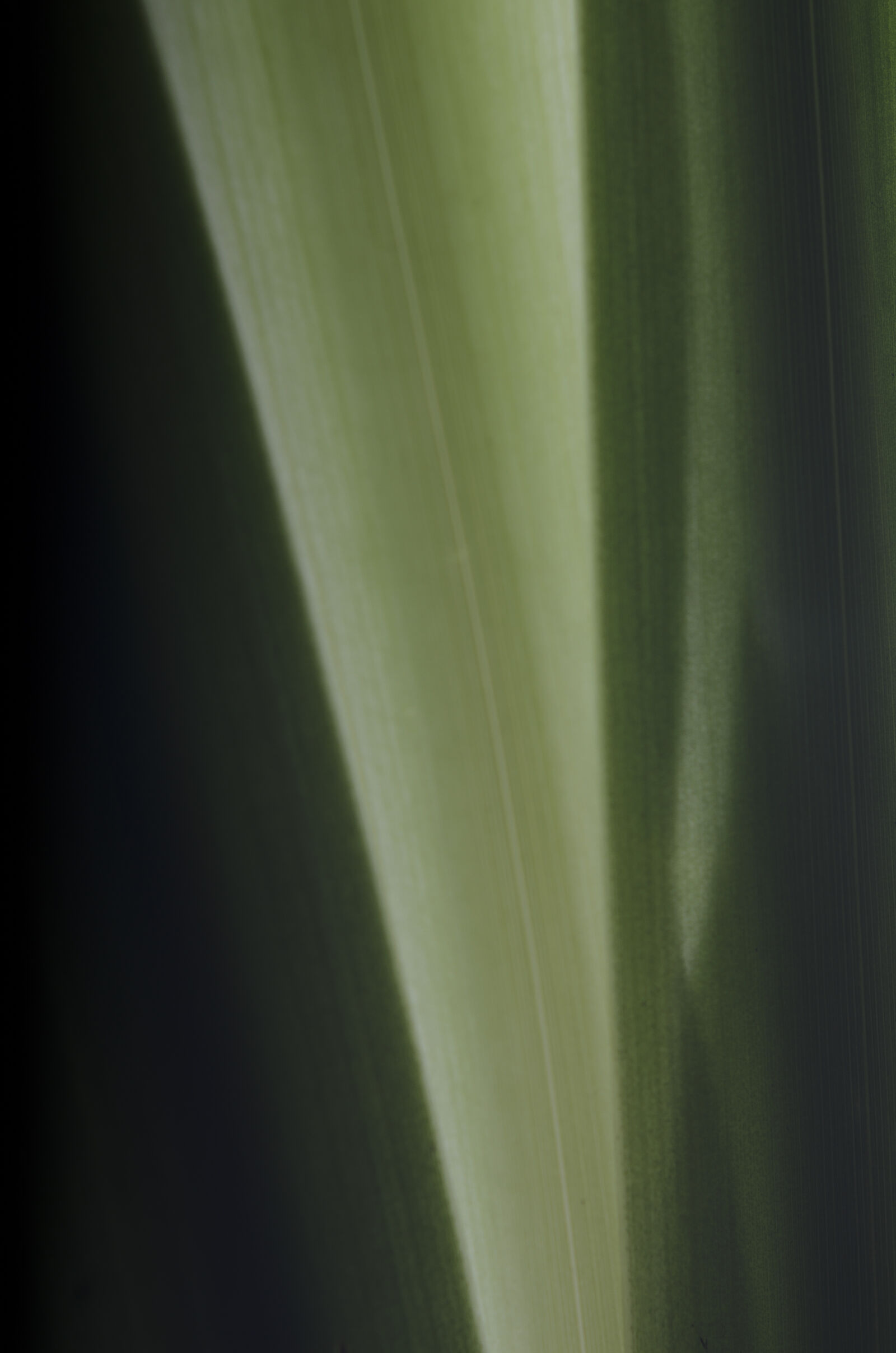 Nikon D7000 + Nikon AF-S Nikkor 50mm F1.8G sample photo. Abstract, abstrato, background, brazilian photography
