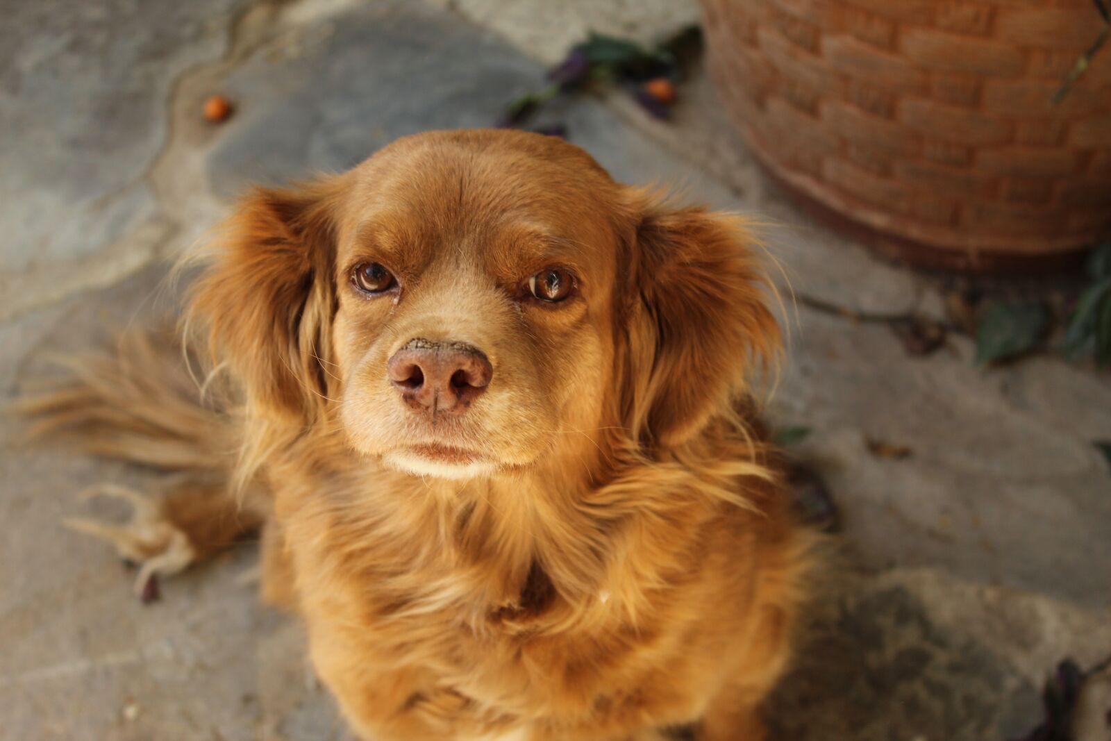 Canon EOS 1300D (EOS Rebel T6 / EOS Kiss X80) sample photo. Dog, pet, animal photography