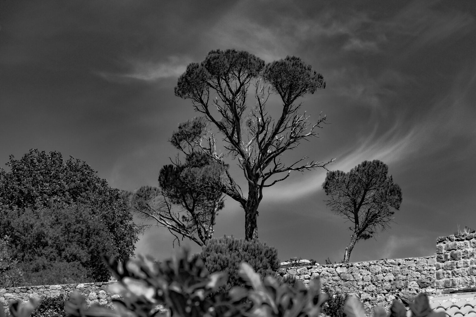 Canon EOS 650D (EOS Rebel T4i / EOS Kiss X6i) sample photo. Tree, croatia, prožura photography