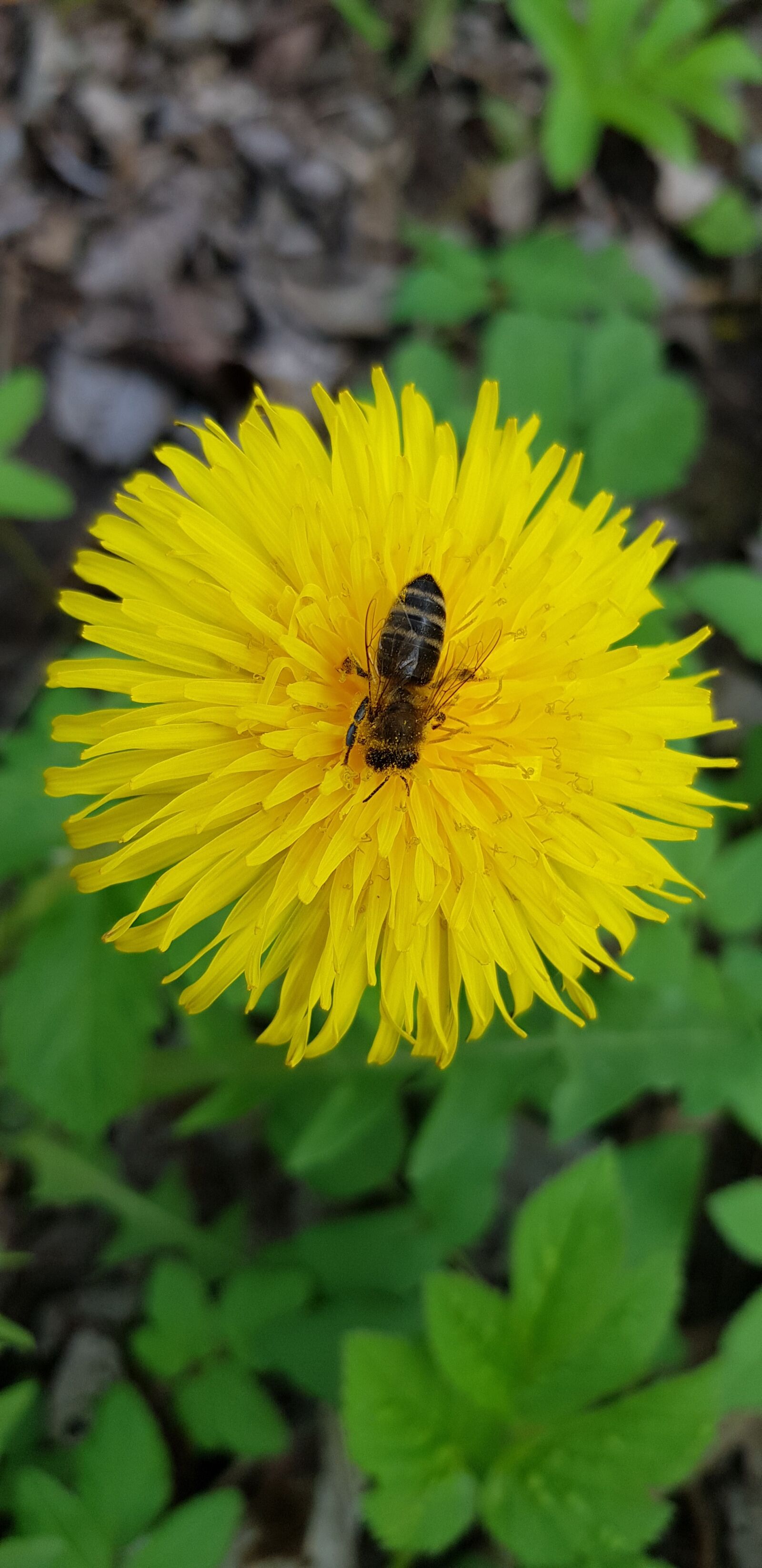 Samsung Galaxy S8 sample photo. Bee, flower, nature photography
