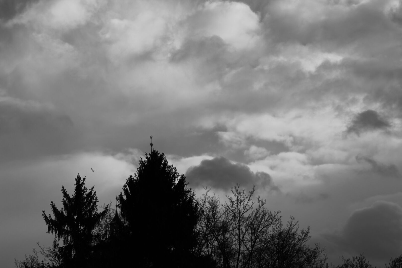 Canon EOS 1100D (EOS Rebel T3 / EOS Kiss X50) sample photo. Analog, experience, bird, birds photography