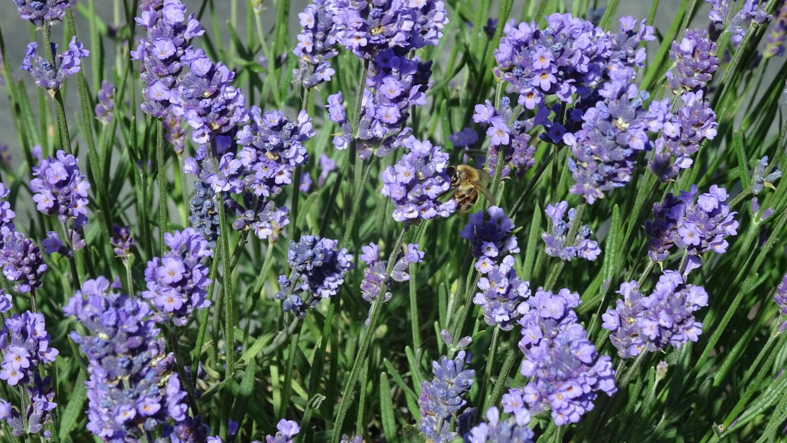 Sony DSC-HX60 sample photo. Lavender, bee, insect photography
