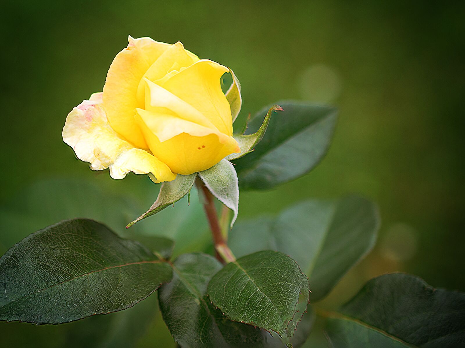 Nikon D3300 sample photo. Flower, nature, leaf photography