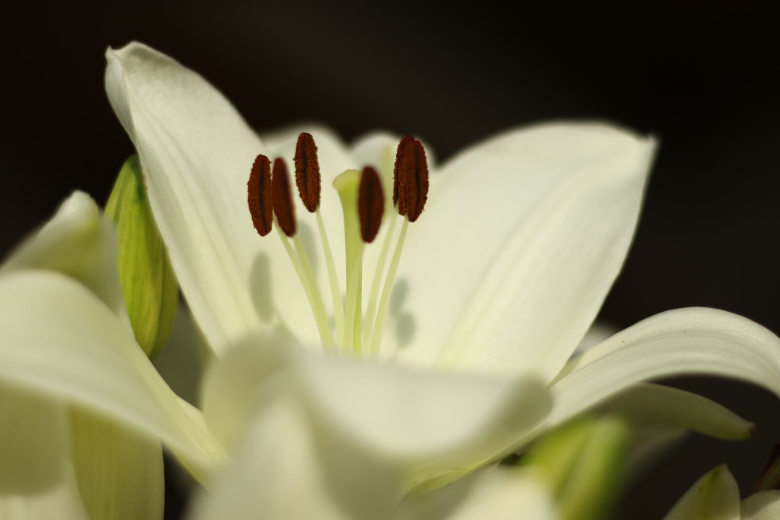 Canon EOS 7D Mark II sample photo. Lily, flower, blossom photography