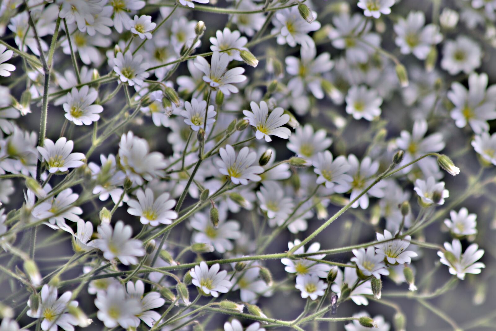 Canon EOS 650D (EOS Rebel T4i / EOS Kiss X6i) sample photo. Flowers, background, desktop photography