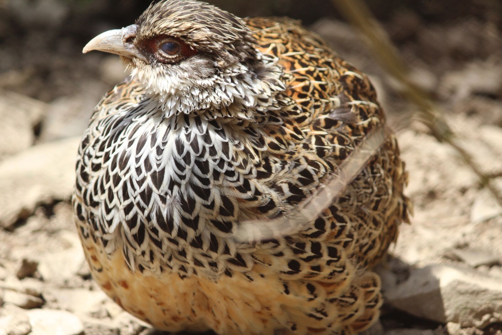 Canon EOS 1200D (EOS Rebel T5 / EOS Kiss X70 / EOS Hi) sample photo. Pheasant, indian birds, himalayan photography