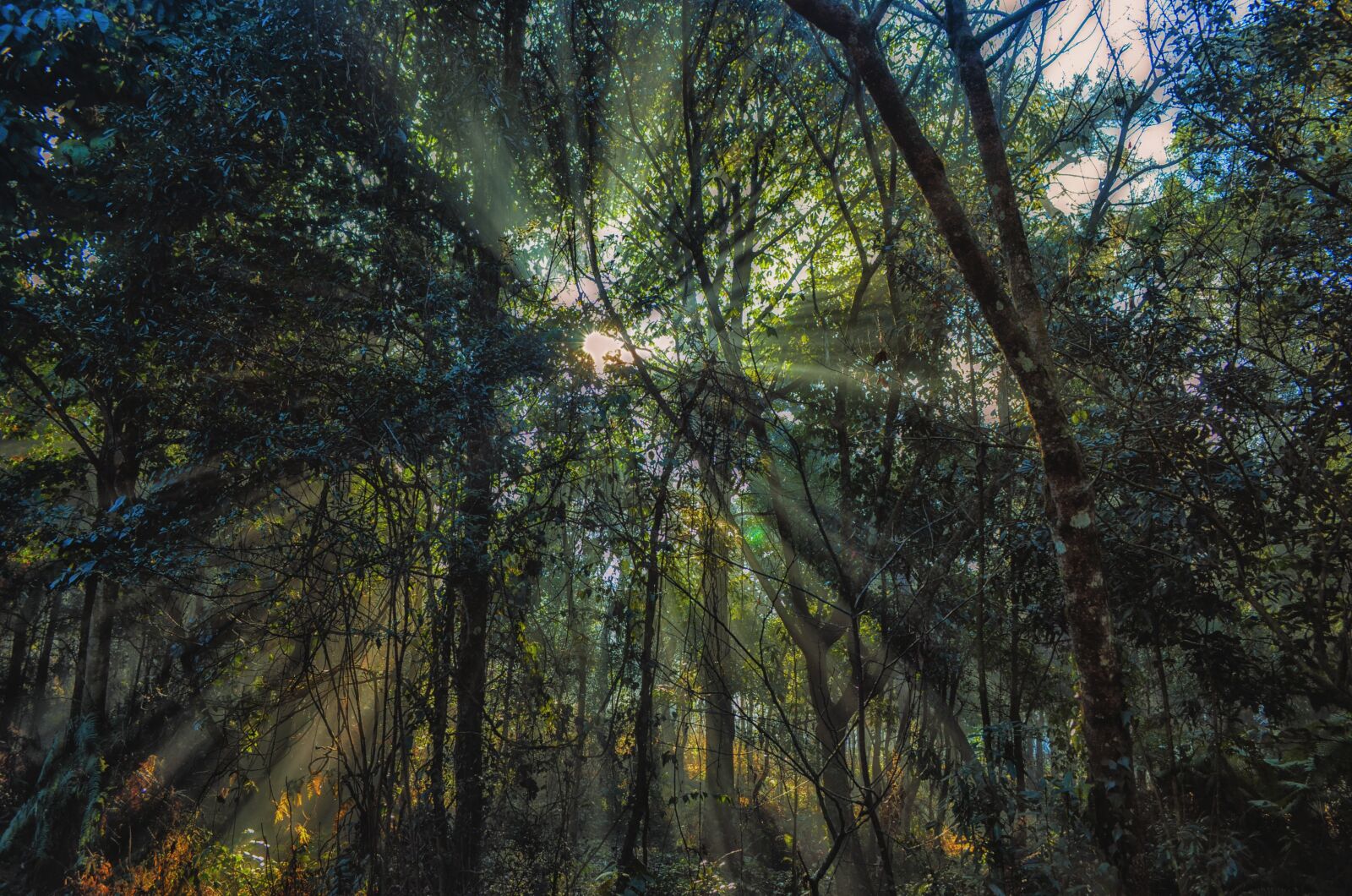 Nikon D5100 sample photo. Rays, colorful, bright photography