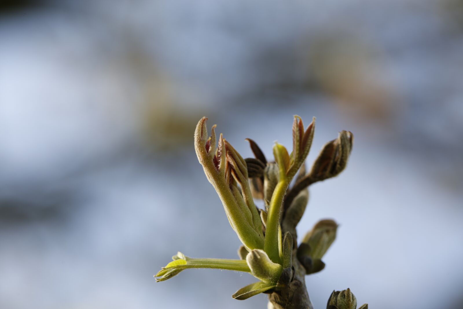Canon EF 100mm F2.8L Macro IS USM sample photo. Spring, scion, leaf photography