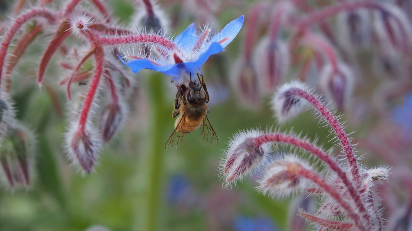 Olympus PEN E-PL6 sample photo. Flower, bee, forage photography