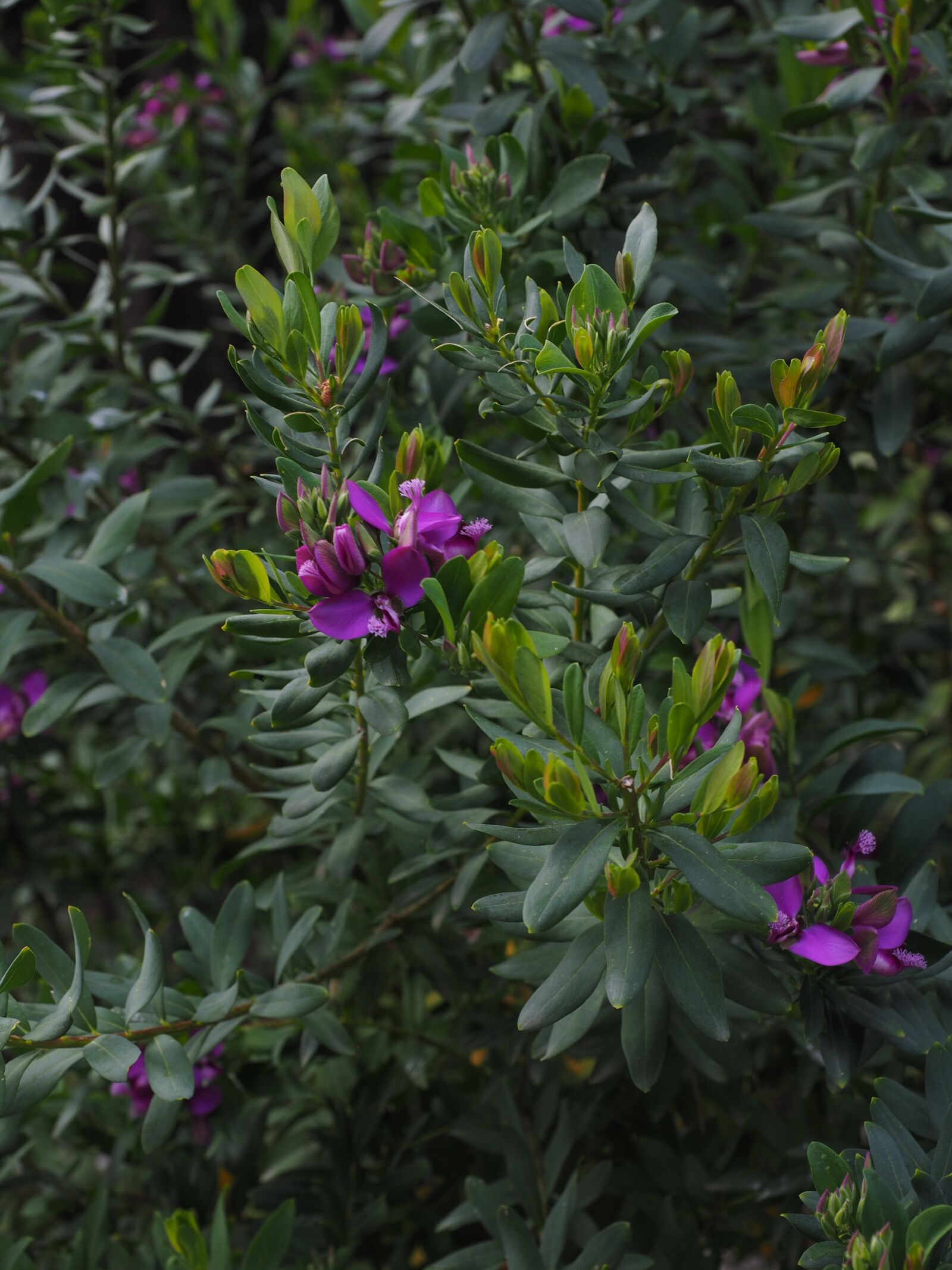 Olympus OM-D E-M1 + Olympus M.Zuiko Digital ED 12-40mm F2.8 Pro sample photo. Flowers, violet, purple photography