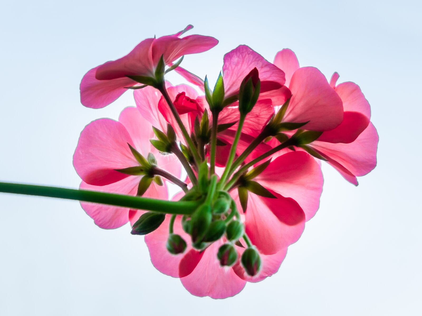Sony a6000 sample photo. Pink flower, pink, nature photography