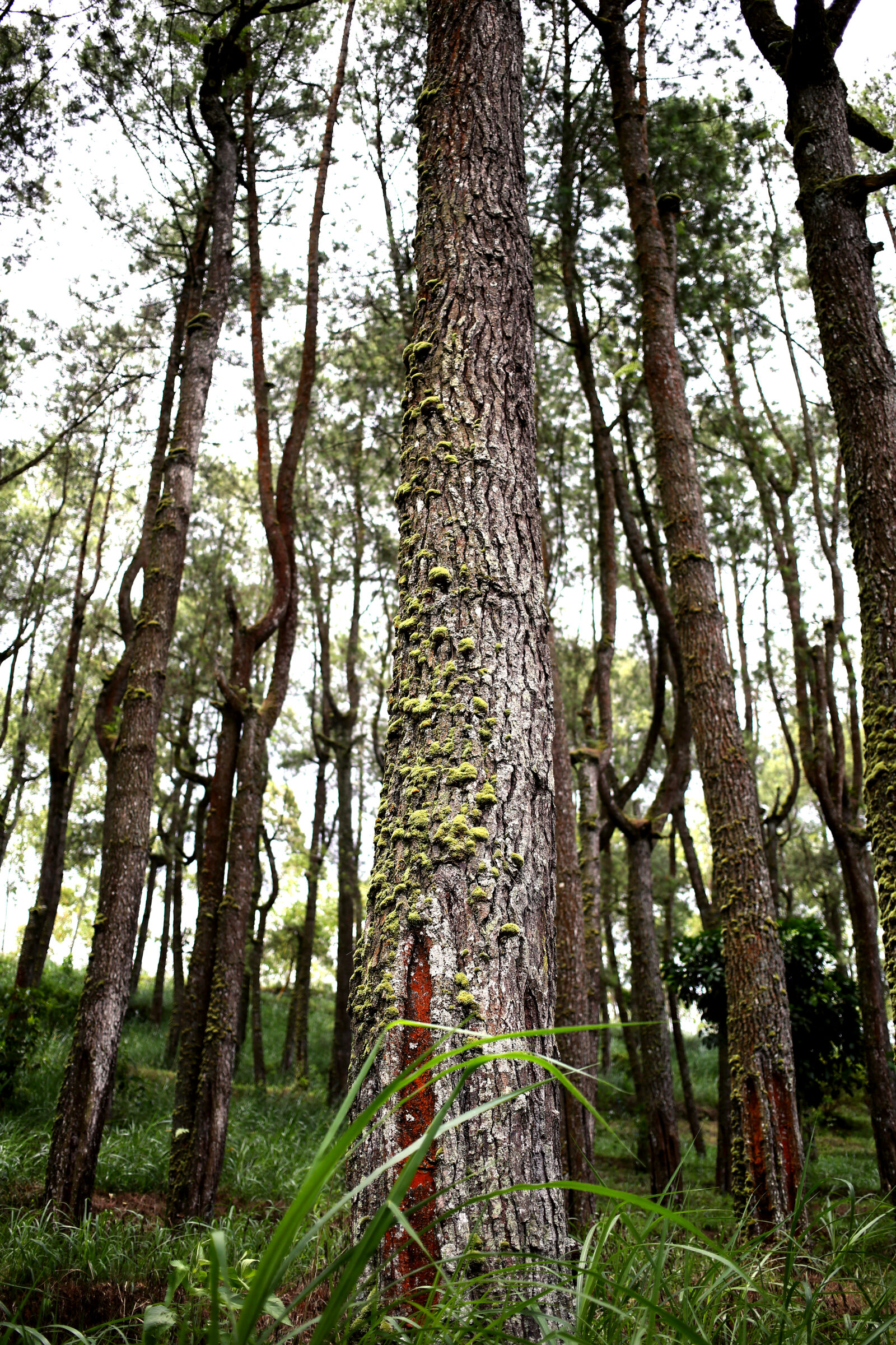 Canon EF 40mm F2.8 STM sample photo