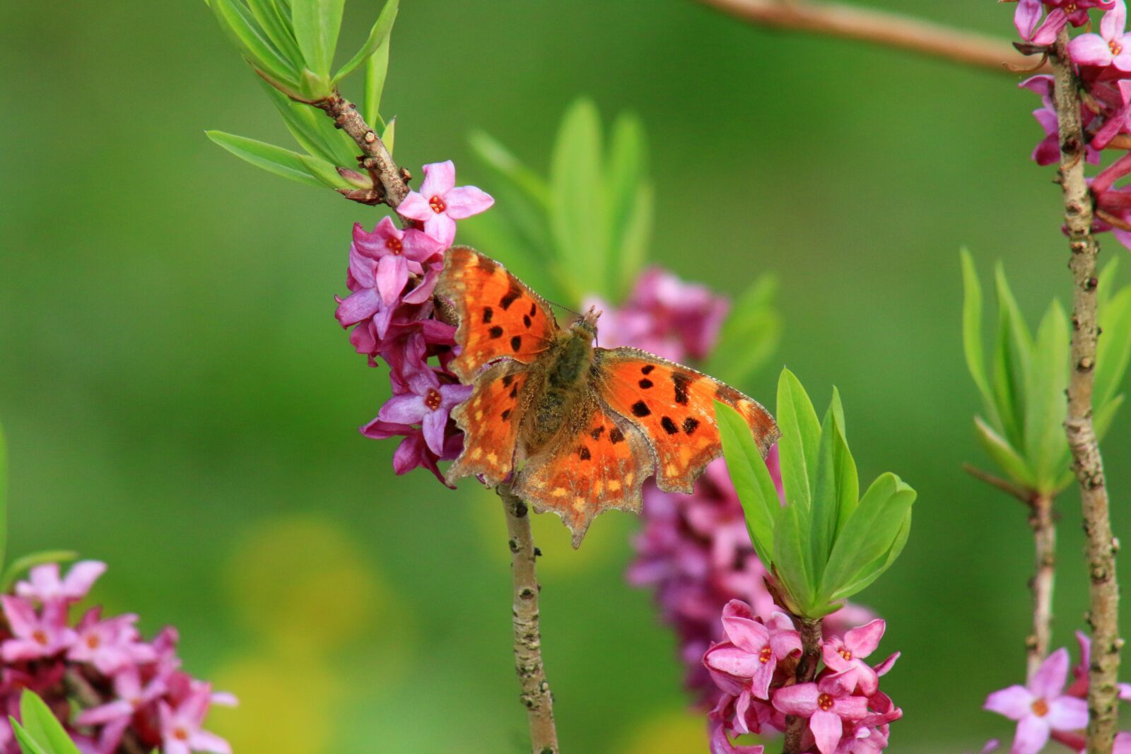 Canon EOS 70D sample photo. Butterfly, spring, insect photography