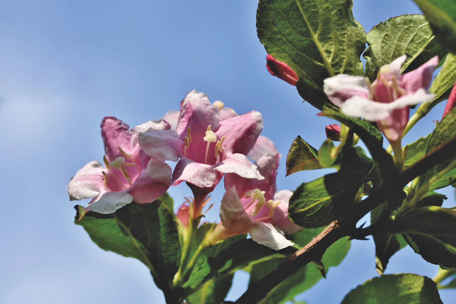 Nikon D7200 sample photo. Weigelien, geissblattgewaechs, ornamental shrub photography