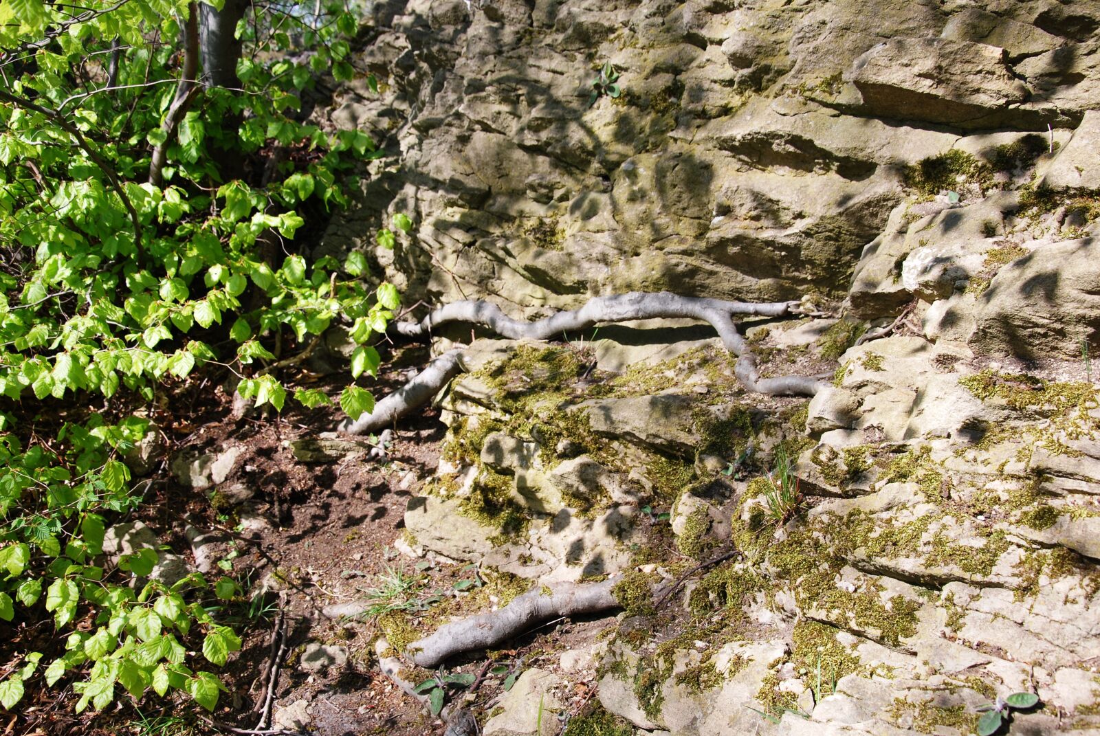 Nikon D60 sample photo. Spring, forest, resin photography