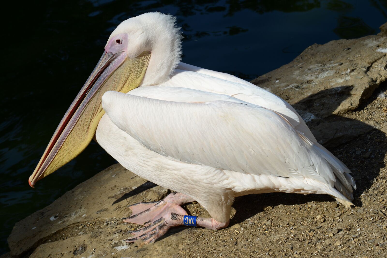 Nikon D800 sample photo. Pelican, bird, white photography