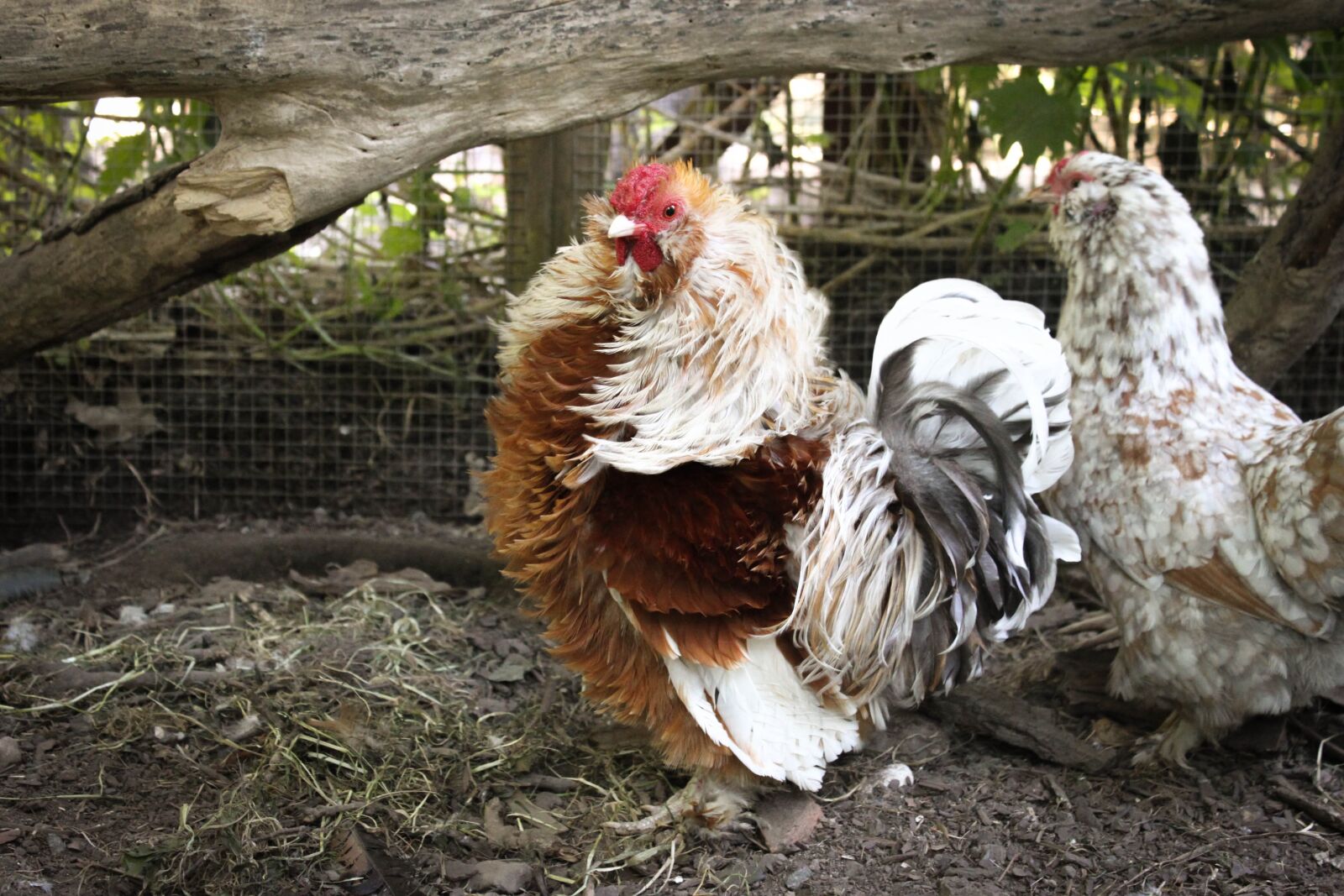 Canon EOS 500D (EOS Rebel T1i / EOS Kiss X3) sample photo. Hahn, chicken, chickens photography