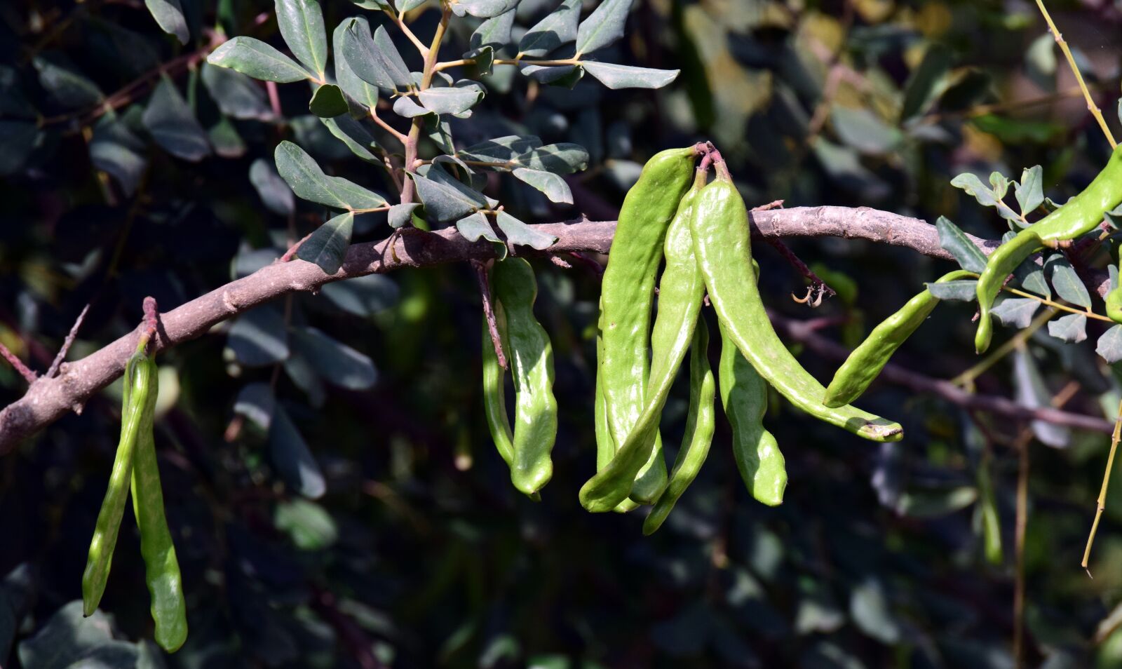 Nikon D3300 sample photo. Monkey bread fruit, baobab photography