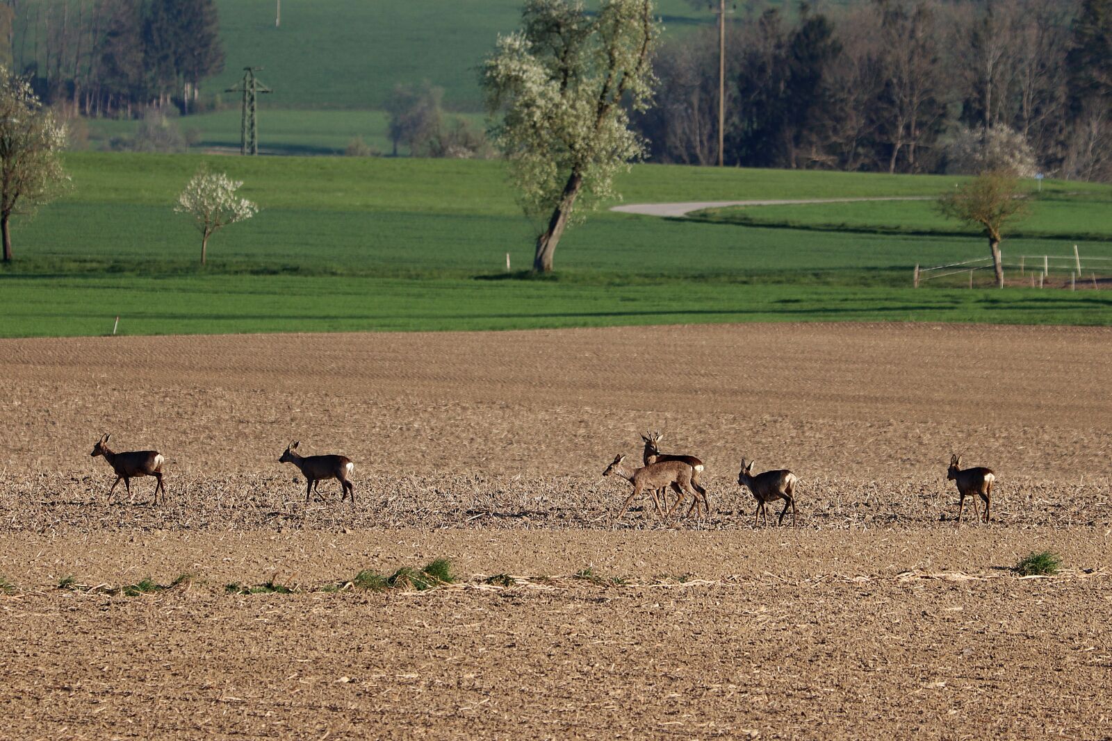 Canon EOS 77D (EOS 9000D / EOS 770D) sample photo. Red deer, roe deer photography