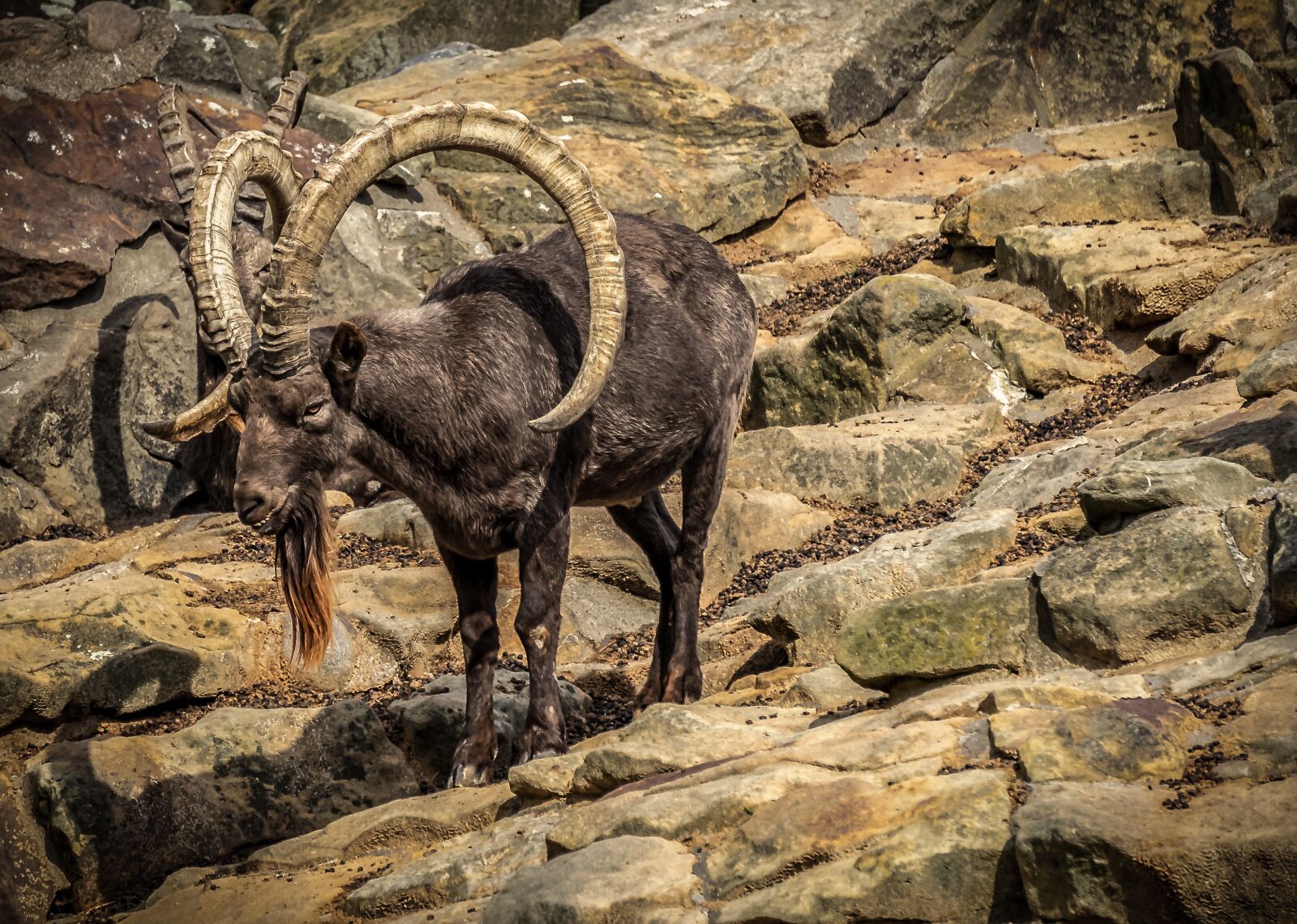 Sony E 55-210mm F4.5-6.3 OSS sample photo. Capricorn, rock, animal photography
