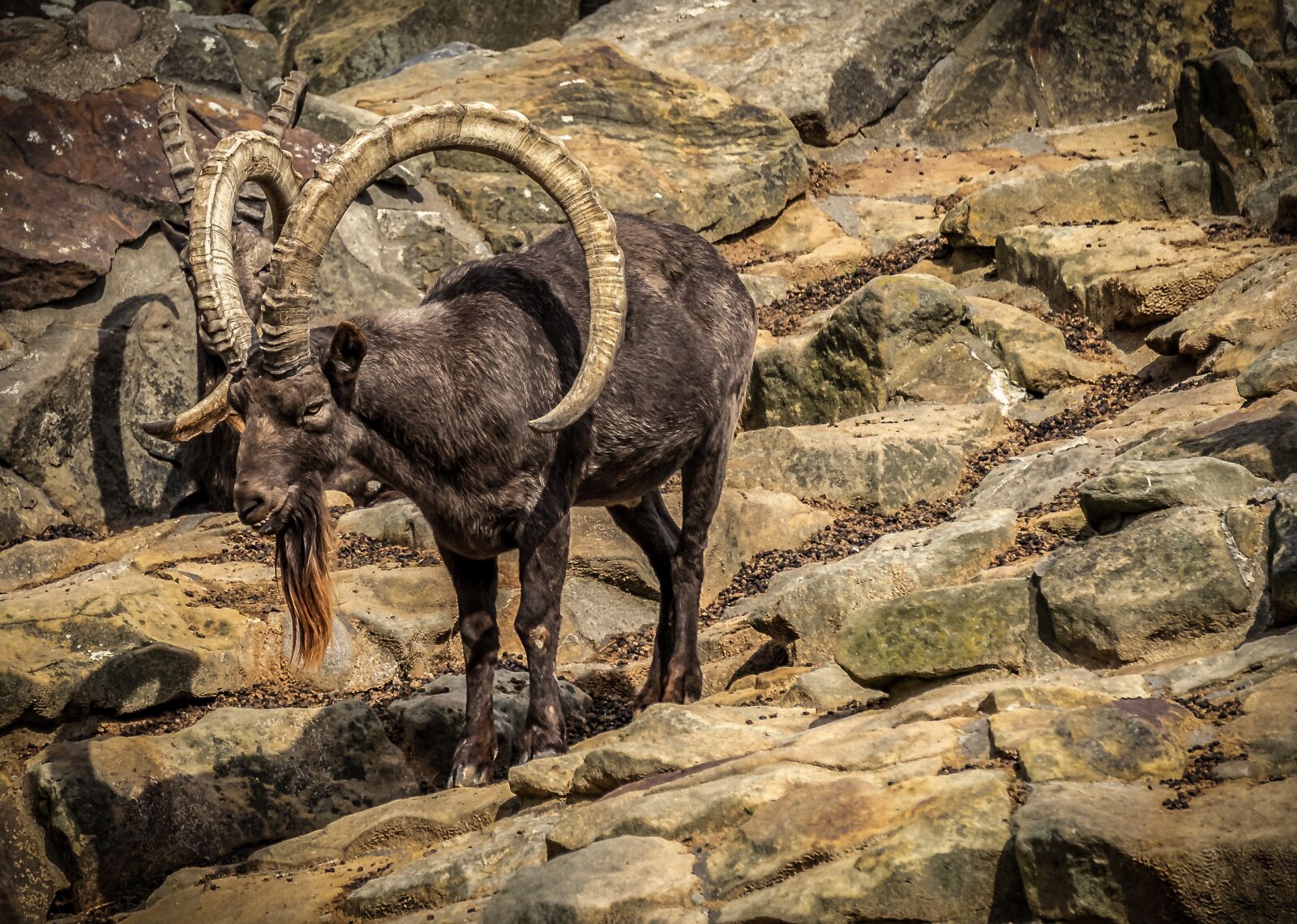 Sony a7 II + Sony E 55-210mm F4.5-6.3 OSS sample photo. Capricorn, rock, animal photography