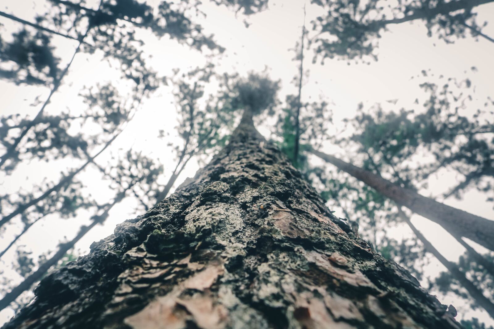 Canon EOS 750D (EOS Rebel T6i / EOS Kiss X8i) sample photo. Pinus tree, tree, forest photography