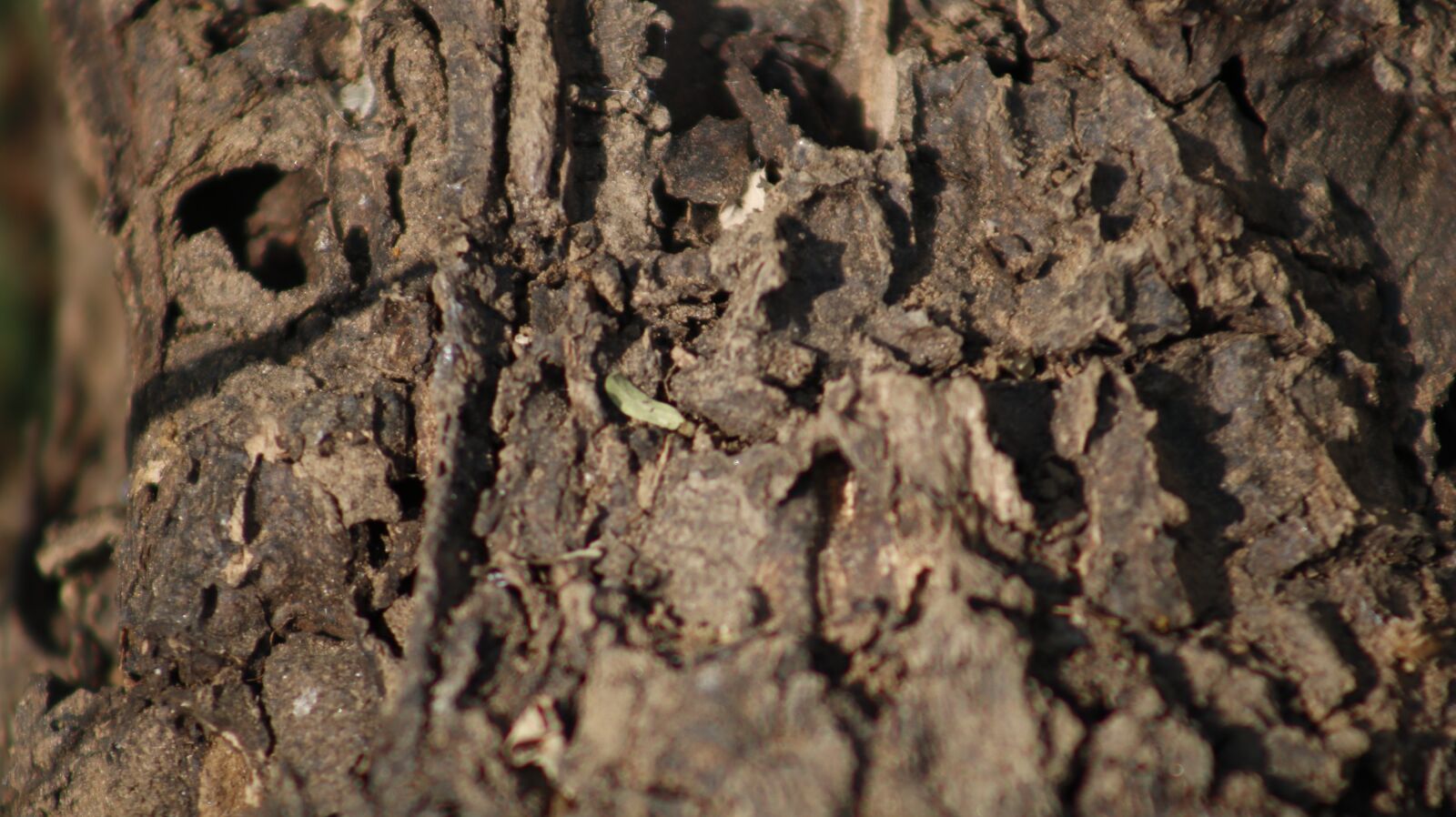 Canon EOS 750D (EOS Rebel T6i / EOS Kiss X8i) sample photo. Texture, wood, pattern photography