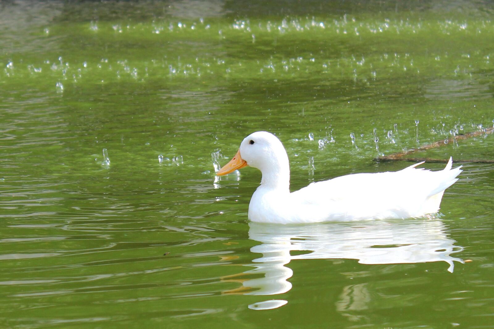 Canon EOS 600D (Rebel EOS T3i / EOS Kiss X5) sample photo. White duck, green water photography