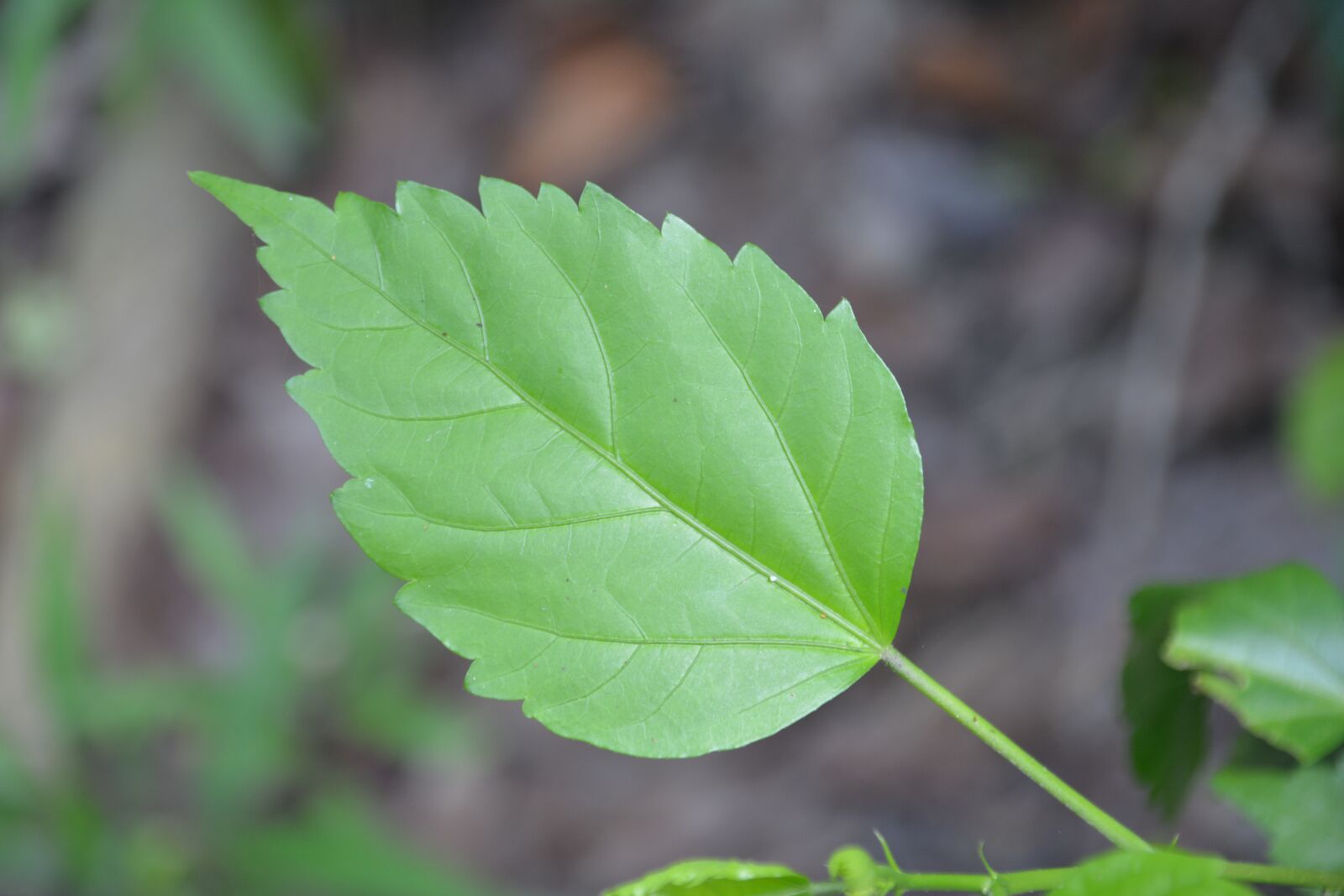 Nikon D5200 sample photo. Indian, green leaf, nature photography