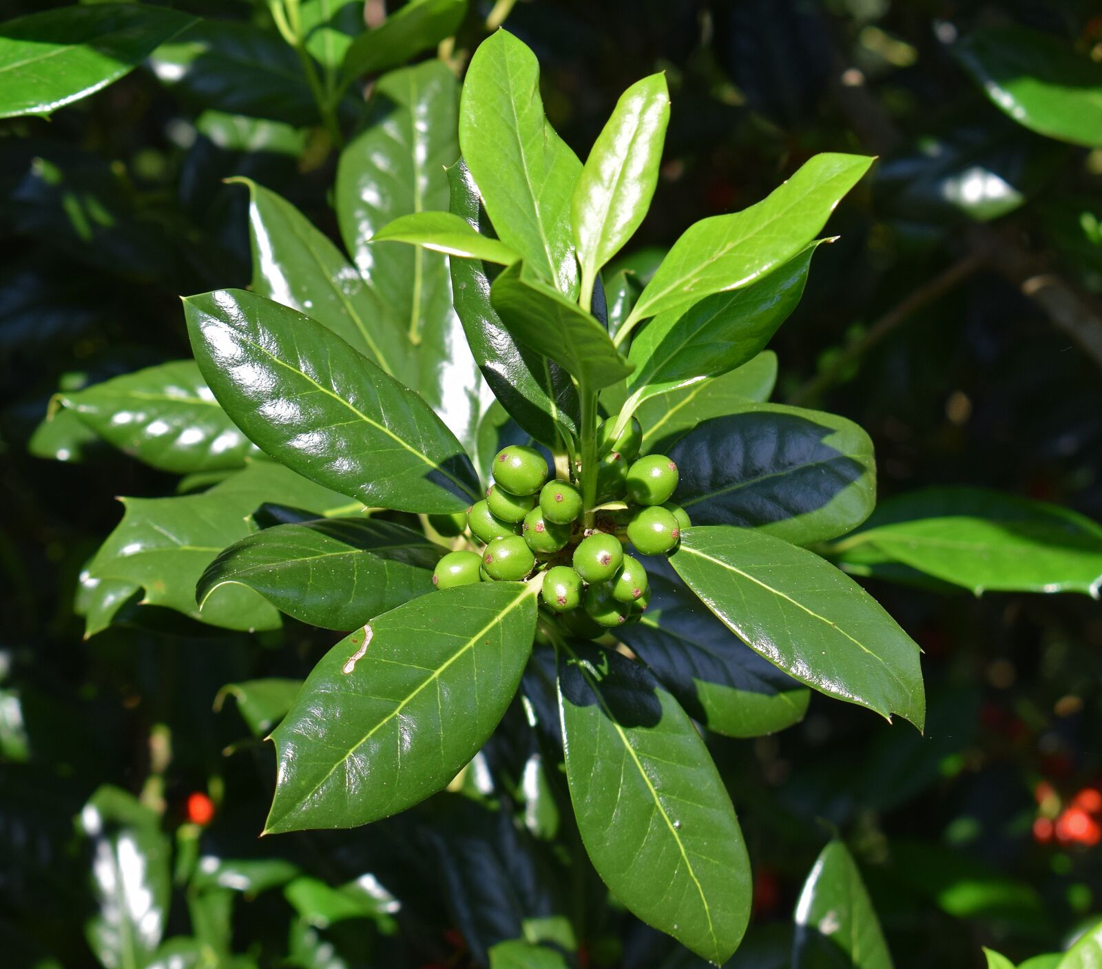 Nikon D3300 sample photo. Holly with green berries photography