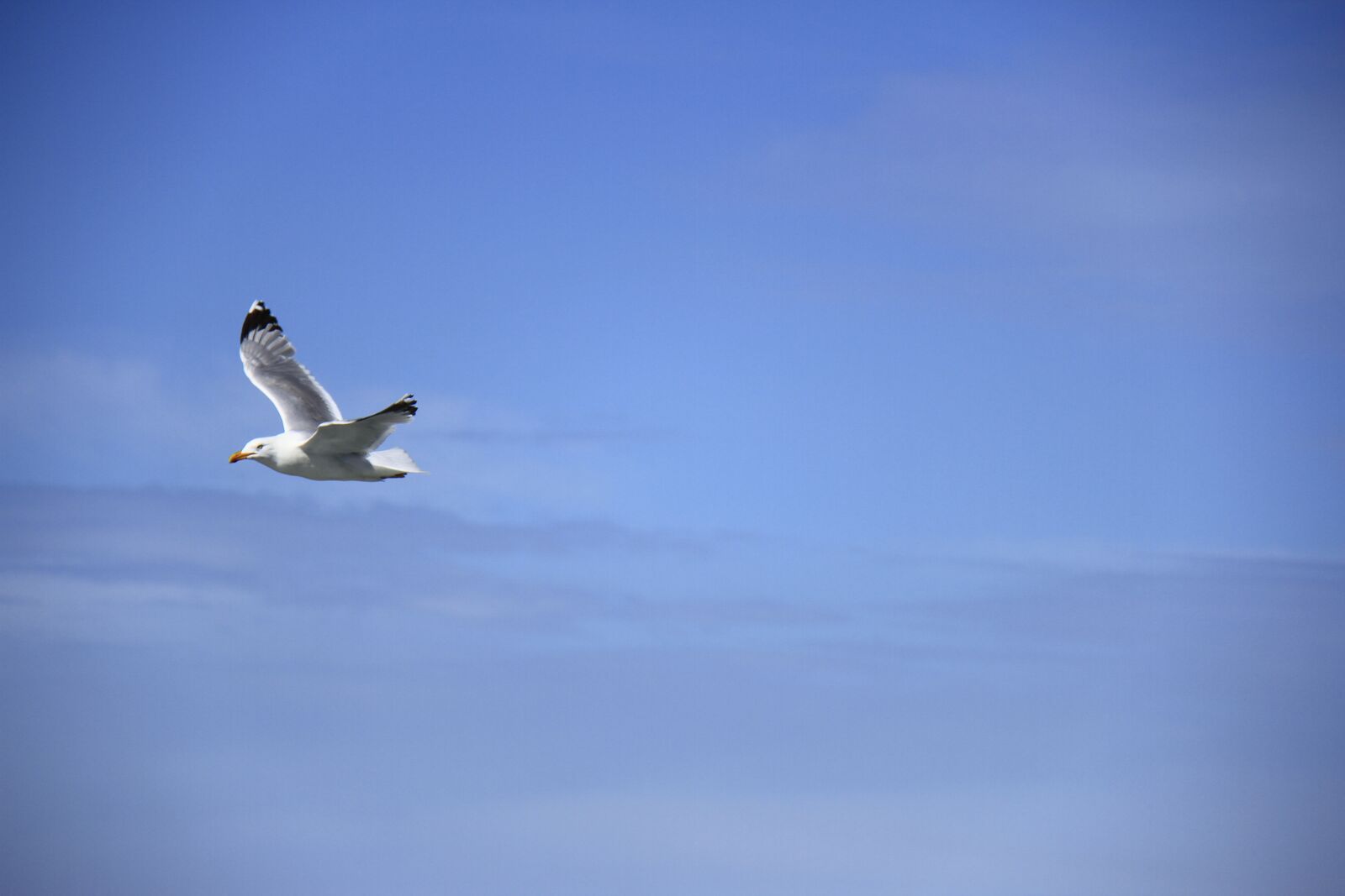 Canon EOS 7D sample photo. Birds, flying, sky photography