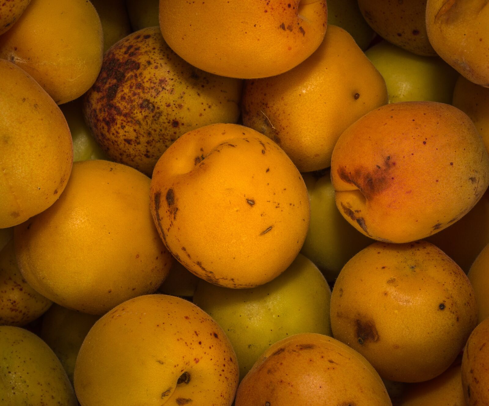 Sony Alpha NEX-5N sample photo. Plum, peach, apricot photography