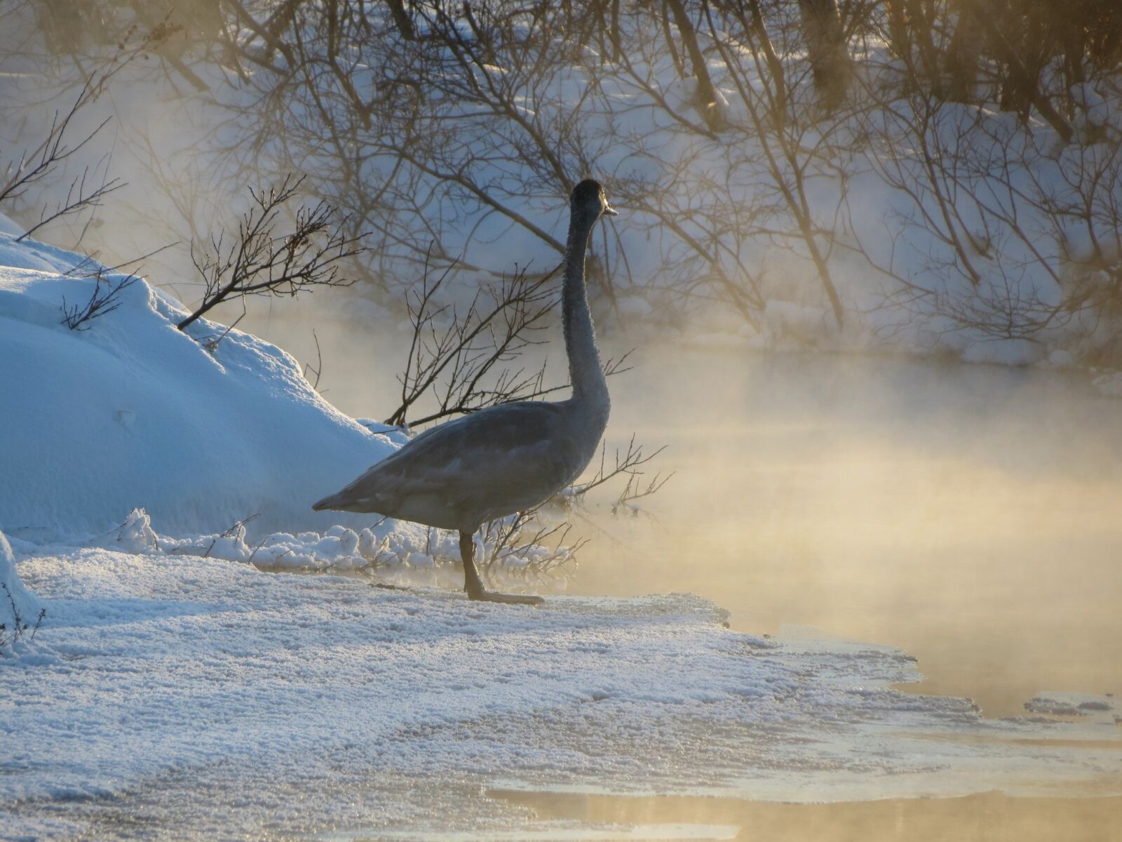 Canon PowerShot SX40 HS sample photo. Wild swan, whooper, river photography