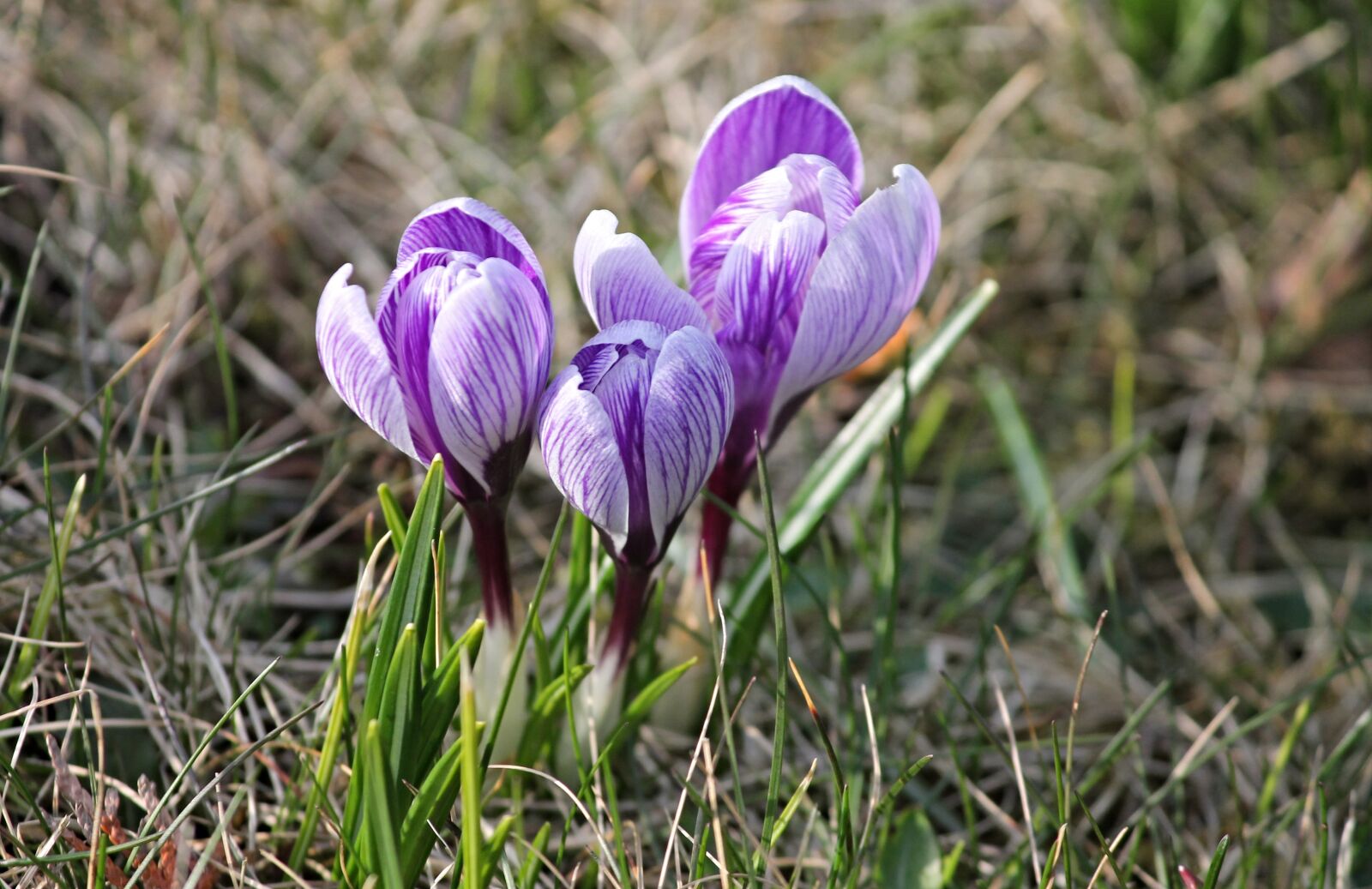 Canon EOS 1100D (EOS Rebel T3 / EOS Kiss X50) sample photo. Crocus, spring, lenz photography