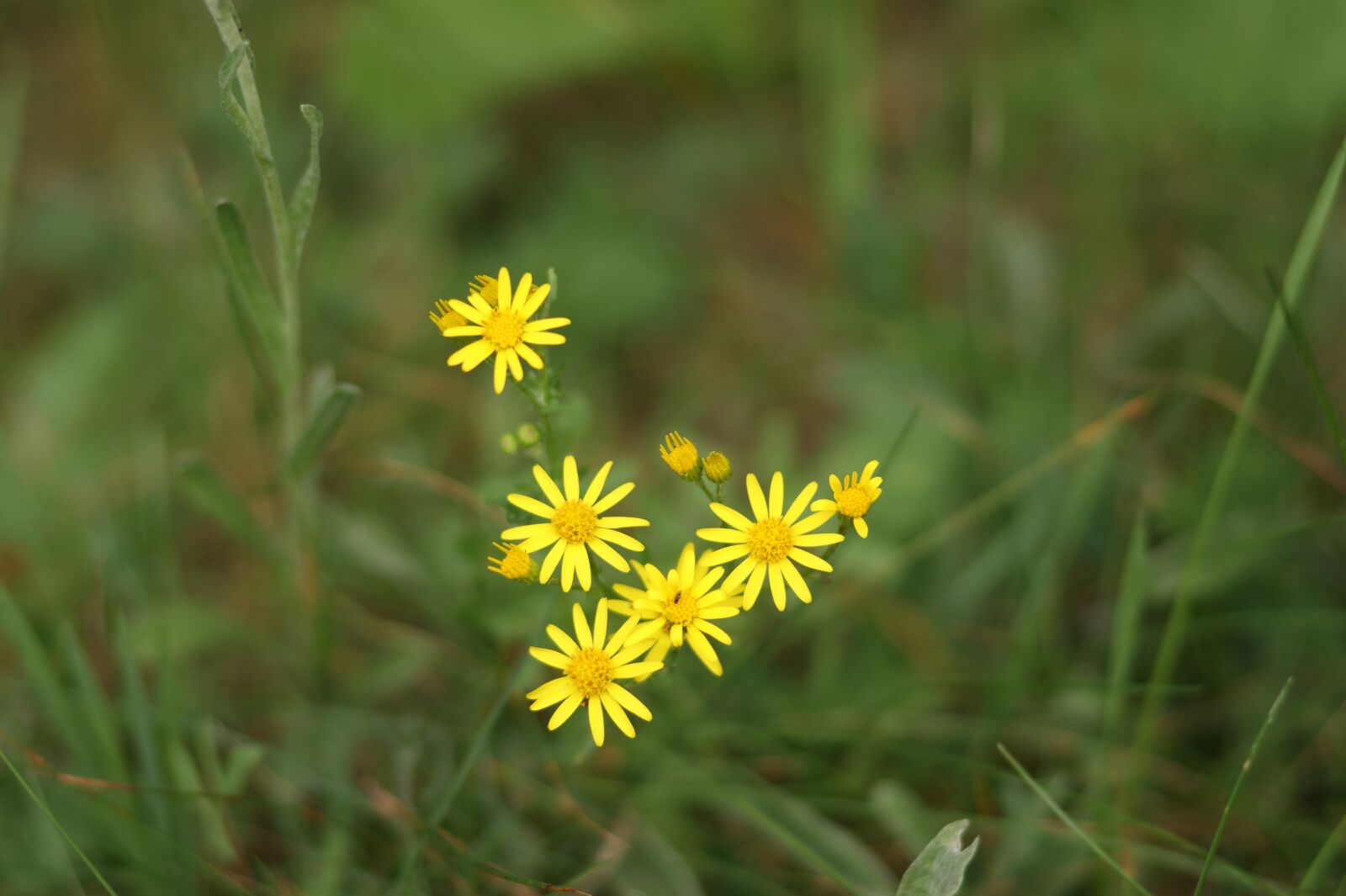 Sony Alpha DSLR-A290 sample photo. Flower, old man, jakubek photography