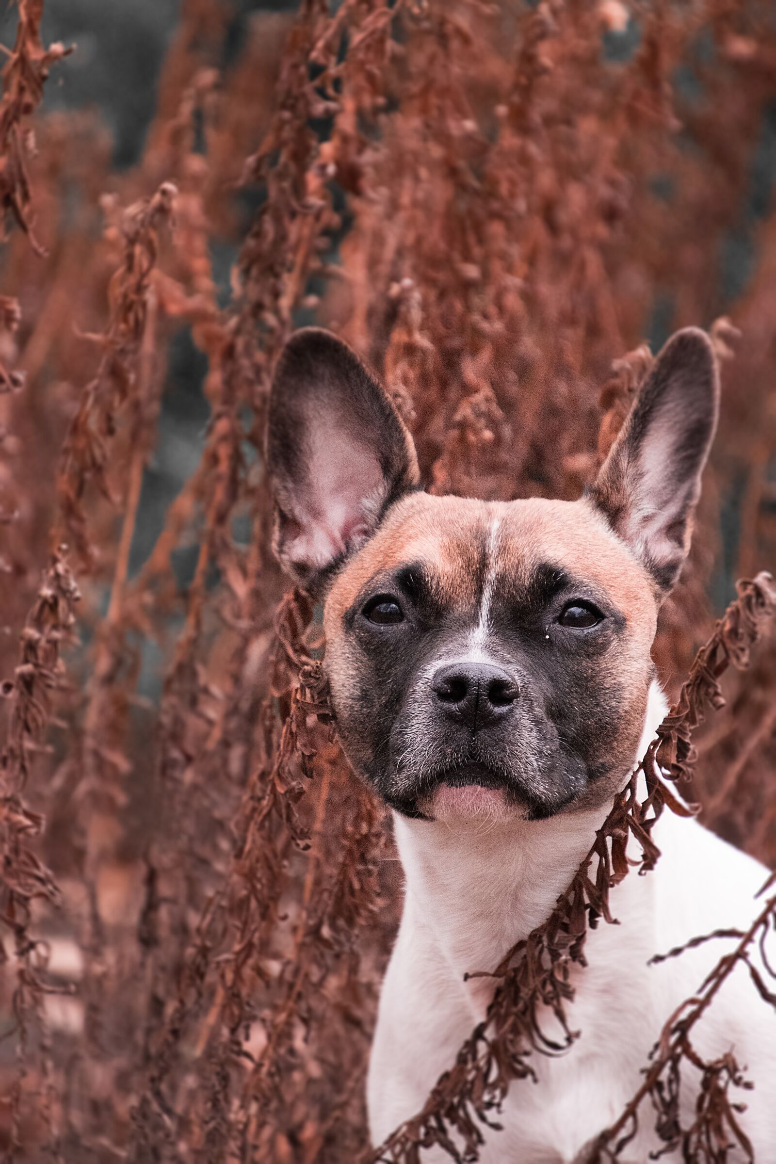 Nikon D3300 sample photo. Dog, portrait, animal photography
