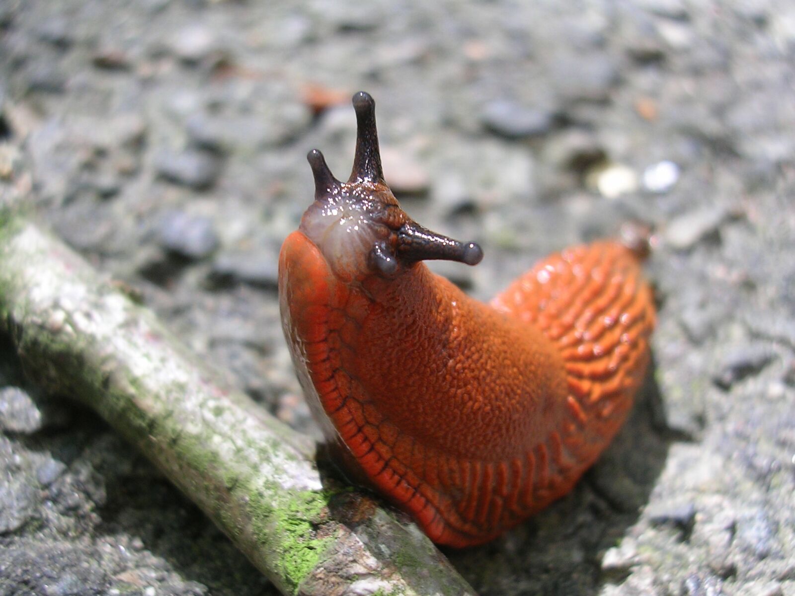 Nikon E3200 sample photo. Spring, slug, snail photography