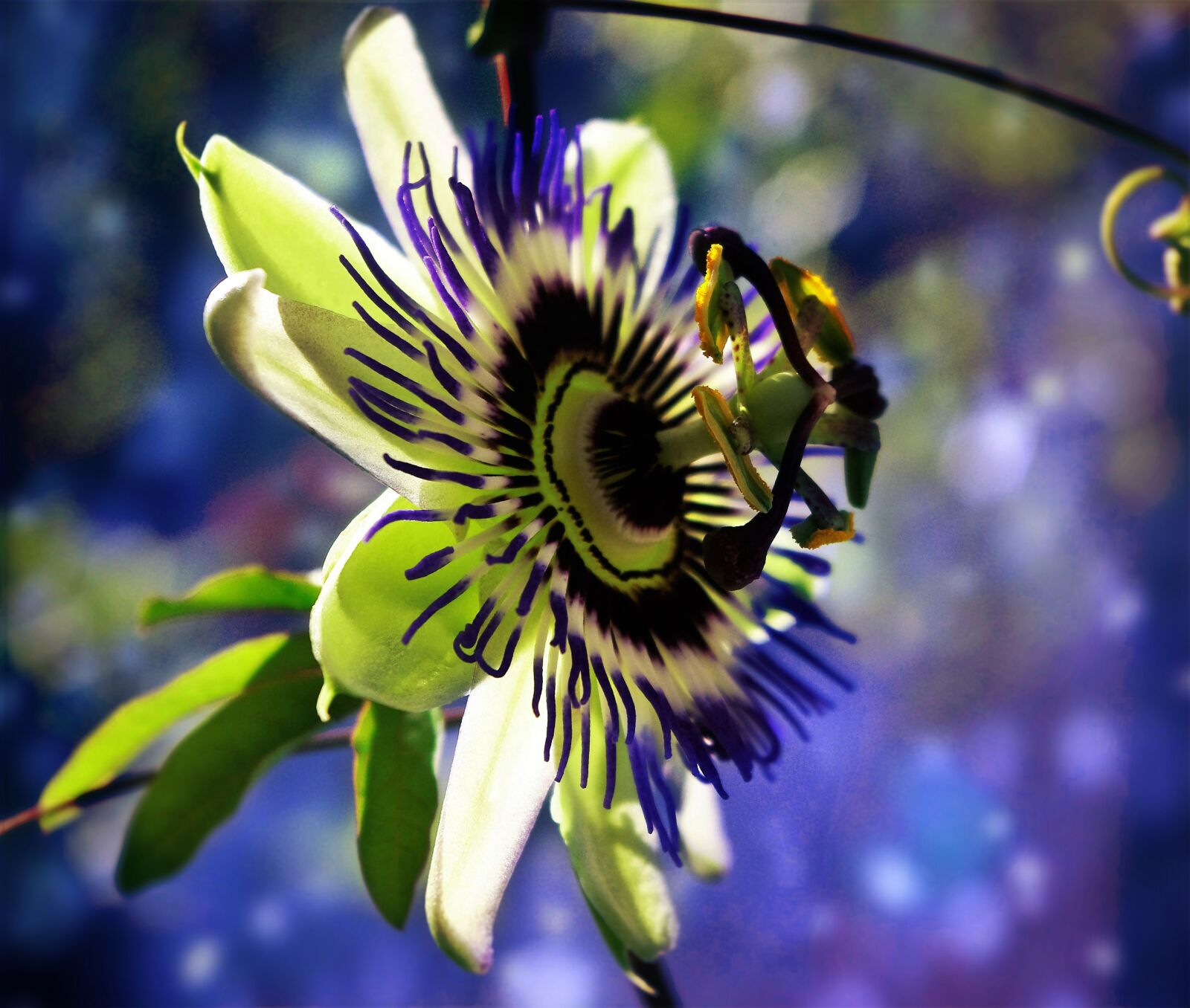 Pentax K-m (K2000) sample photo. Passion flower, plant, blossom photography