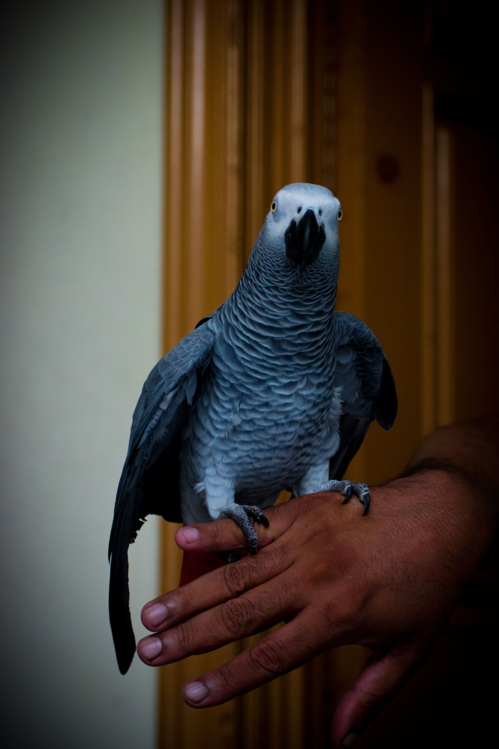 Nikon D3500 sample photo. African grey, parrots, parrots photography