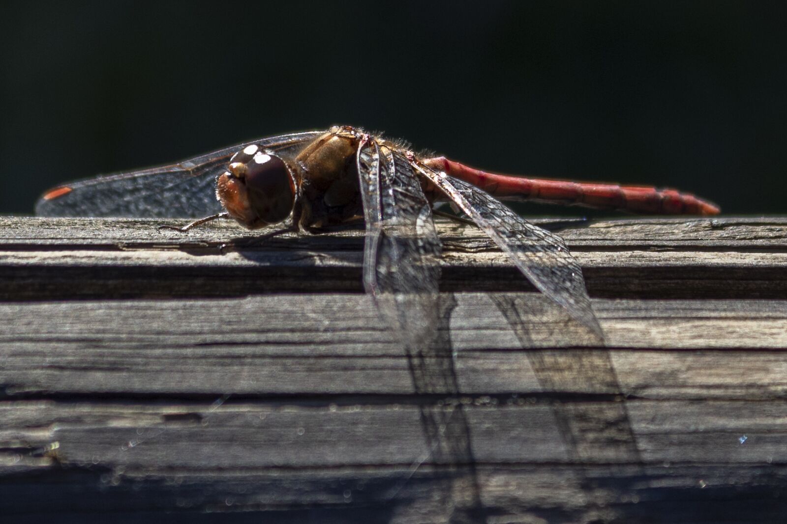 Canon EOS 1300D (EOS Rebel T6 / EOS Kiss X80) sample photo. Dragonfly, animal, insect photography