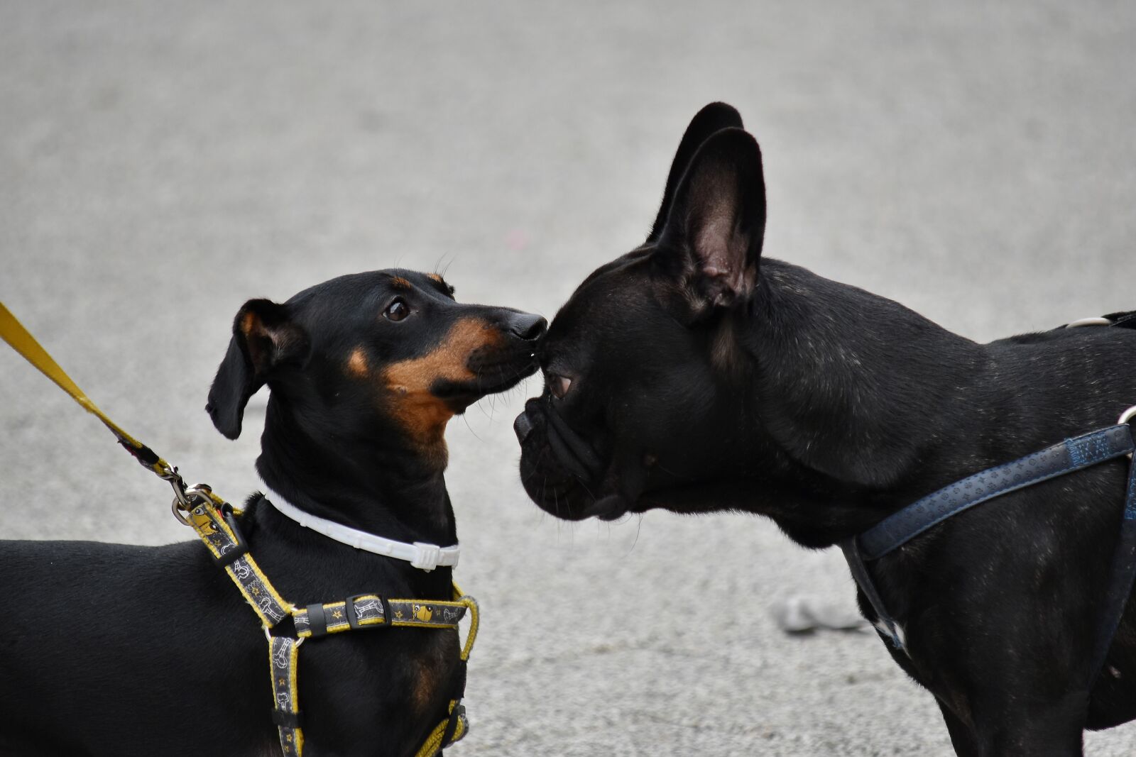 Nikon D5500 sample photo. Black, dogs, head, nose photography
