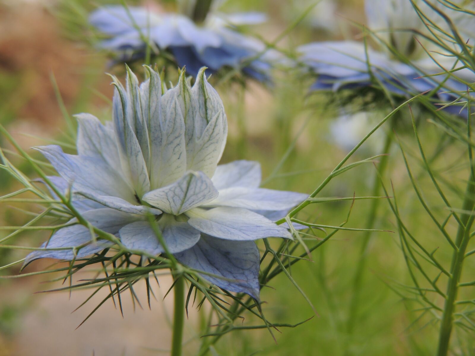 Nikon Coolpix P510 sample photo. Flower, summer, blue photography